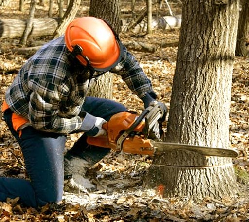 Tree Removal in Moscow, PA
